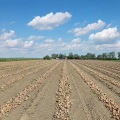 Agriculture, onion harvest, field crop at ground and farmers