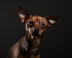 Portrait of a toy terrier