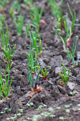 close-up of the onion plantation in the vegetable garden