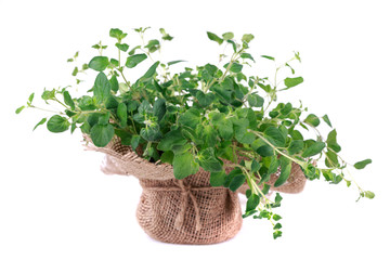 Fresh oregano