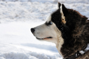 Profile portrait of a husky breed dog on snow