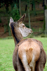 deer female