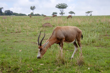 Antelope