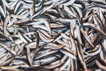 fresh fish market at the port of Istanbul