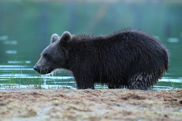 orso bruno della finlandia