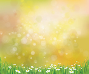 Obraz premium Vector sunshine background with grass and chamomiles.