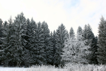 cold winter forest landscape snow