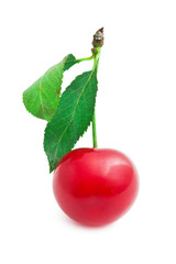 Red cherry