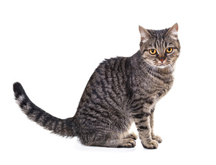 European cat on a white background