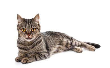 Fototapeta premium European cat on a white background