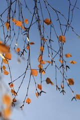 autumn sky branch