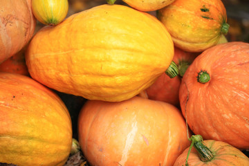 Autumn harvest of pumpkins halloween