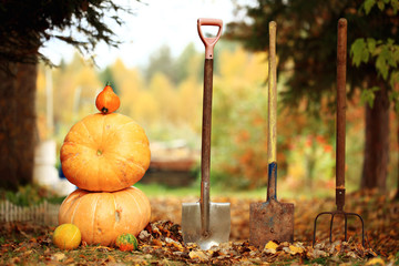 Autumn harvest of pumpkins halloween