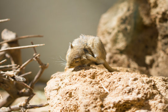 Desmarest's Hutia, Cuban Hutia (Capromys pilorides)