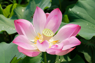 Lotus flower