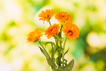 Calendula flowers on green background