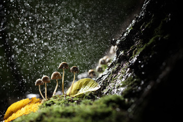 small toadstool mushrooms