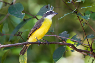 great kiskadee