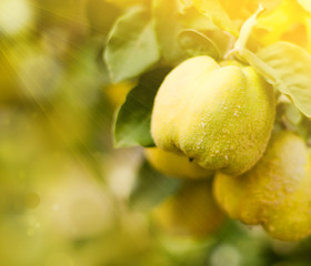 Quinces. Quinces on tree with beautiful bokeh.