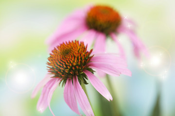 Echinacea flowers, outdoors