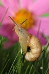 Beautiful snail on green grass, close up