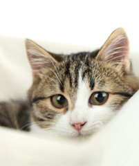 Cat on basket close-up