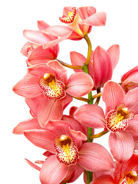 Fototapeta orchid flower