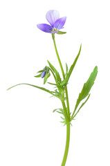 Fototapeta na wymiar Blue pansy flower