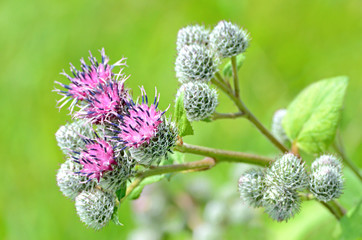 Flowering Great Burdock (Arctium lappa)