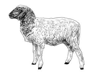 The side of young sheep