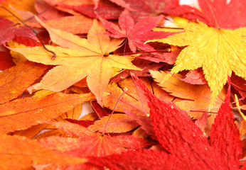 Autumn with maple leave