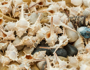 Seashells