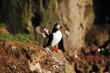 羽ばたくパフィン