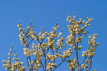 Goat Willow catkin