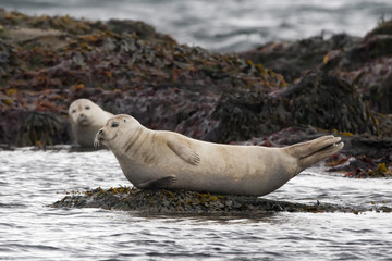 A seal while relaxing on a rock