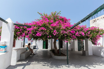 Flowers bougainvillea in Fira town - Santorini island,Crete - obrazy, fototapety, plakaty