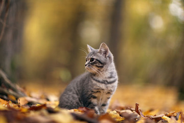 kitten in yellow leaves