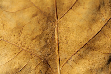 texture of yellow oak leaf