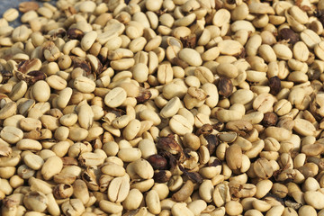 Fresh coffee beans