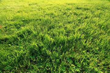 lawn of green grass texture