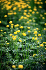 Yellow flowers in the field, the wild