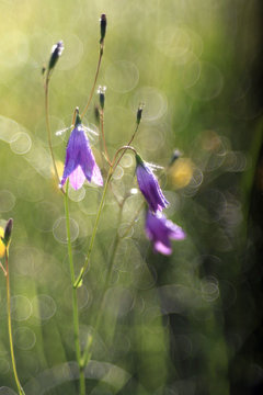 wild flowers bluebells spring summer © kichigin19
