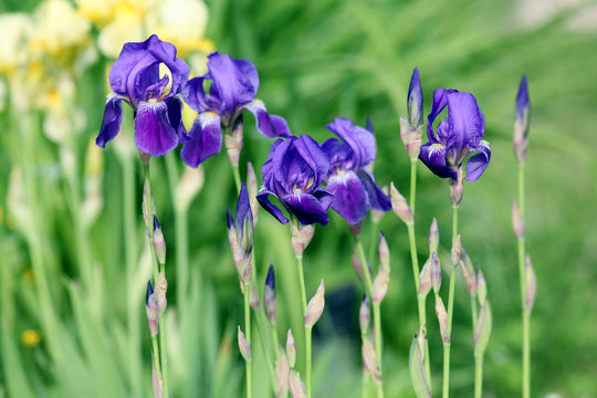 blue iris flowers in the garden