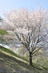 Fototapeta premium ヤマザクラ