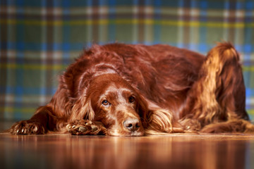 Red irish setter dog