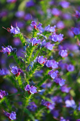 Obraz premium blue flowers