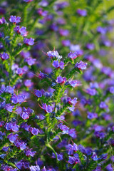 Obraz premium blue flowers