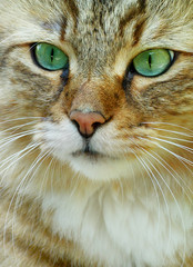 Portrait of a cat close-up