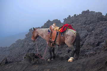 Horse on Pacaya Volcano Guatemala