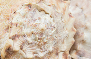 seashell texture